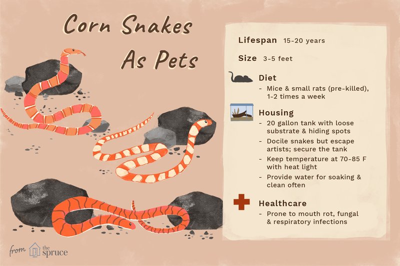 Common Health Issues In Corn Snakes And How To Prevent Them