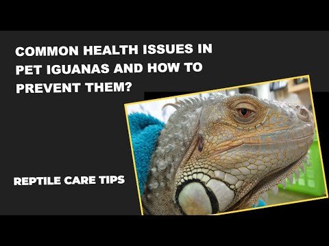 Common Health Issues In Desert Iguanas And How To Prevent Them