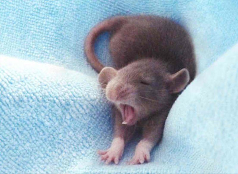Common Health Issues In Fancy Mice And How To Prevent Them