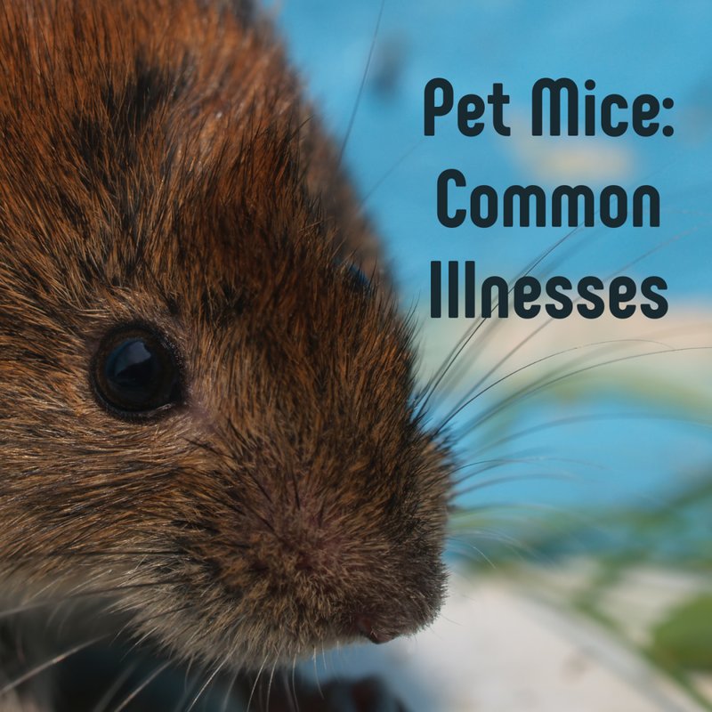 Common Health Issues In Frizzie Mice And How To Prevent Them