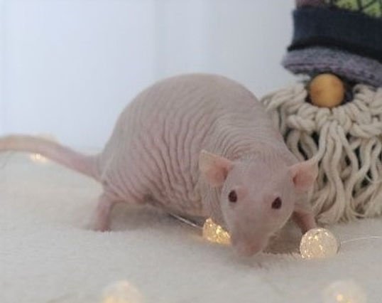 Common Health Issues In Hairless Mice And How To Prevent Them