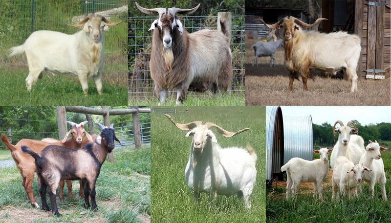 Common Health Issues In Kiko Goats And Prevention Tips