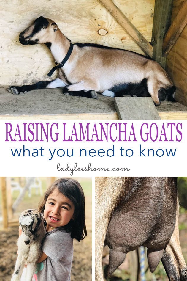 Common Health Issues In Lamancha Goats And Prevention Tips