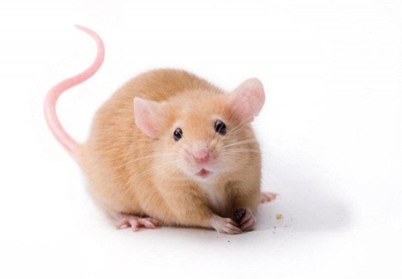 Common Health Issues In Long-Haired Mice And How To Prevent Them