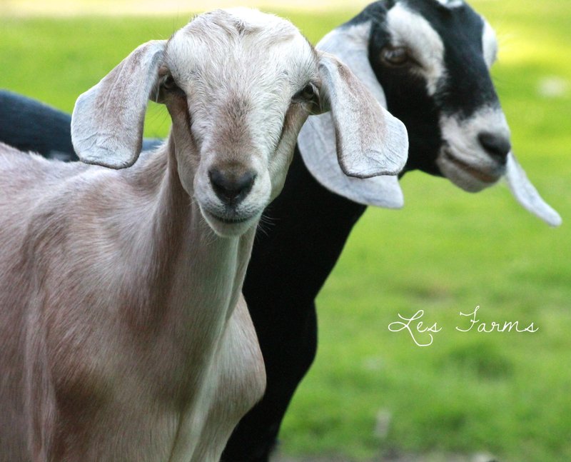 Common Health Issues In Nubian Goats And Prevention Tips