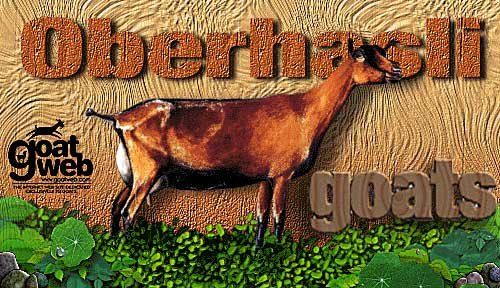 Common Health Issues In Oberhasli Goats And Prevention Tips