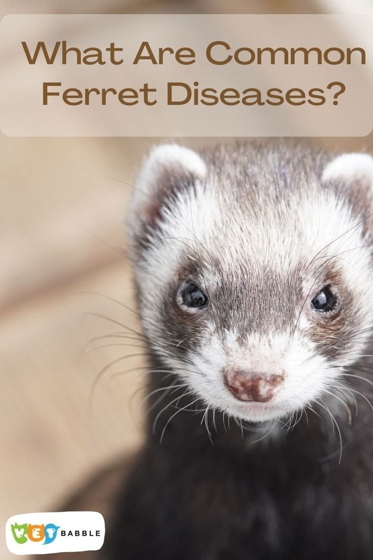 Common Health Issues In Panda Ferrets And How To Prevent Them