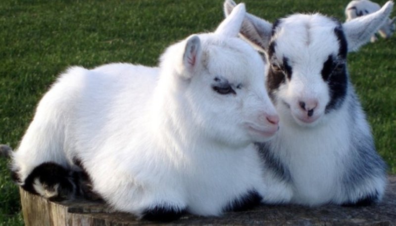Common Health Issues In Pygmy Goats And Prevention Tips