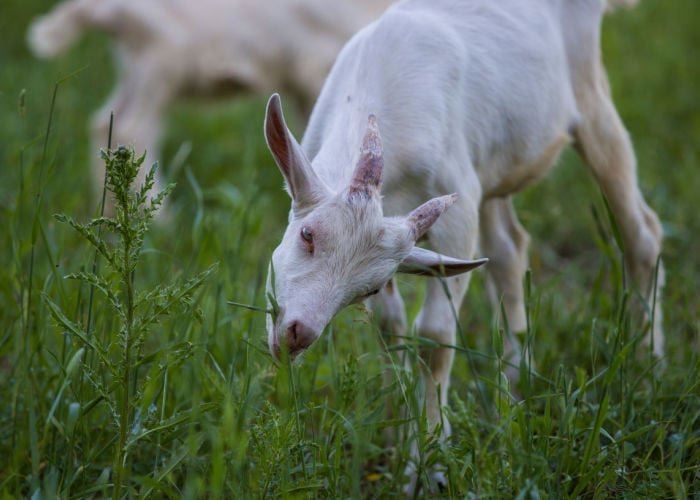 Common Health Issues In Saanen Goats And Prevention Tips