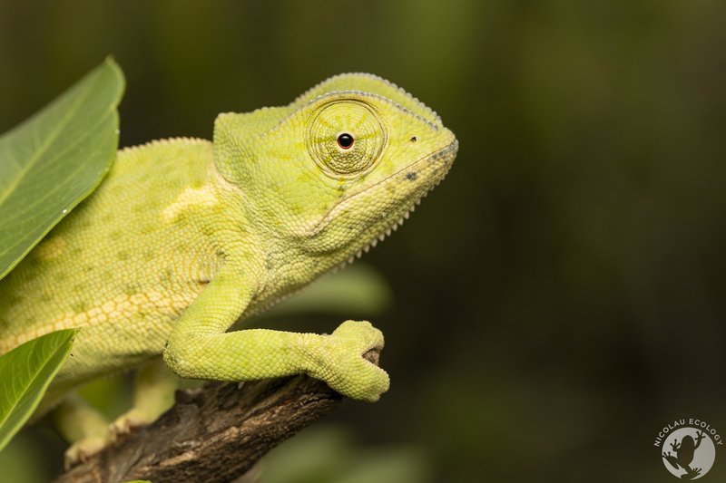 Common Health Issues In The Flap-Necked Chameleon