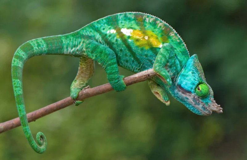 Common Health Issues In The Oustalet'S Chameleon