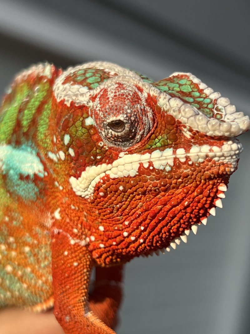 Common Health Issues In The Panther Chameleon