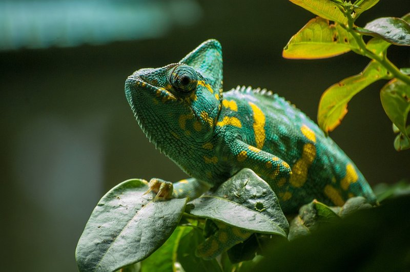 Common Health Issues In The Parson'S Chameleon