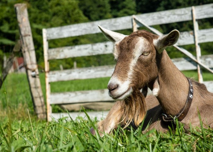 Common Health Issues In Toggenburg Goats And Prevention Tips