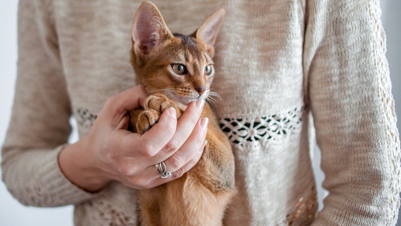 Common Health Problems In Abyssinian Cats And How To Prevent Them