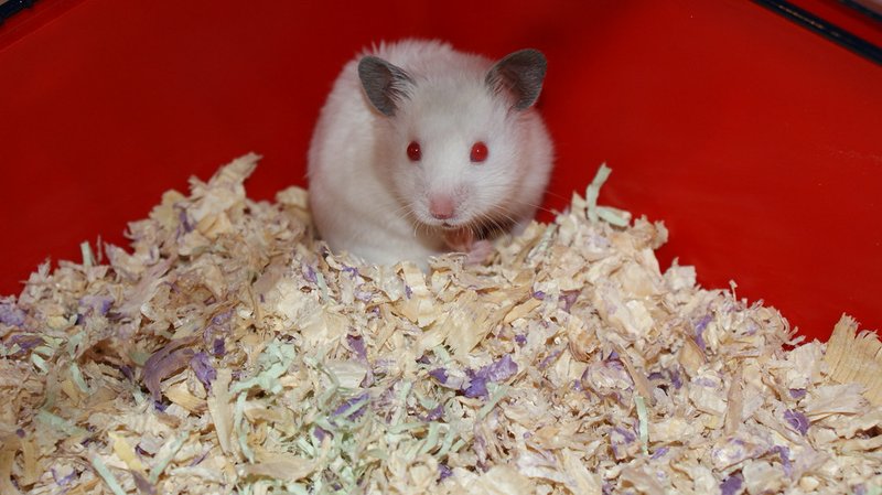 Common Health Problems In Albino Syrian Hamsters And Prevention Tips