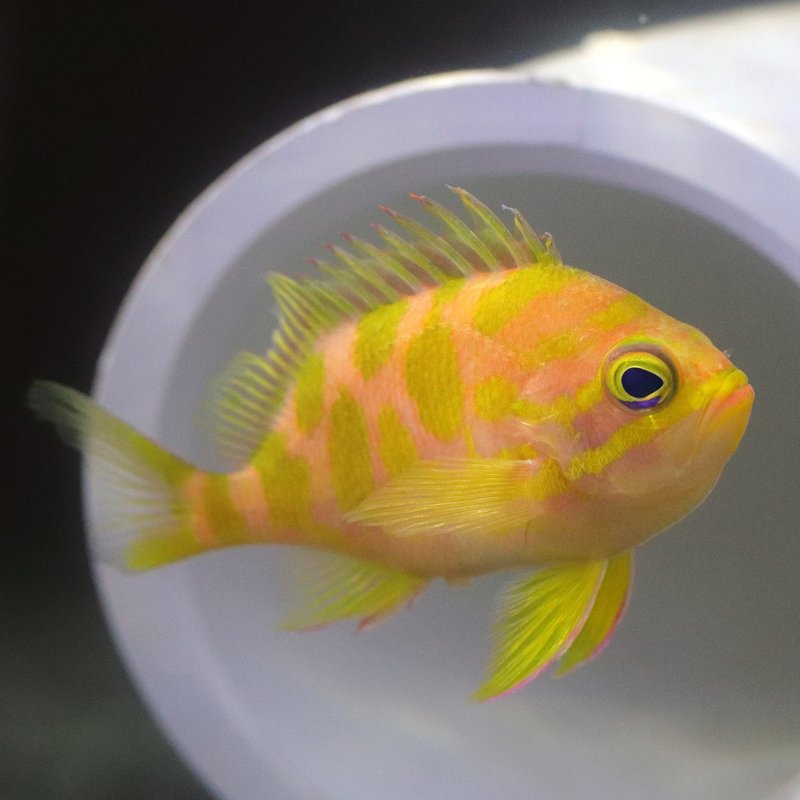 Common Health Problems In Anthias And How To Prevent Them