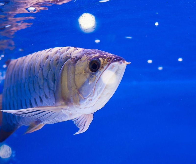 Common Health Problems In Arowana And How To Treat Them