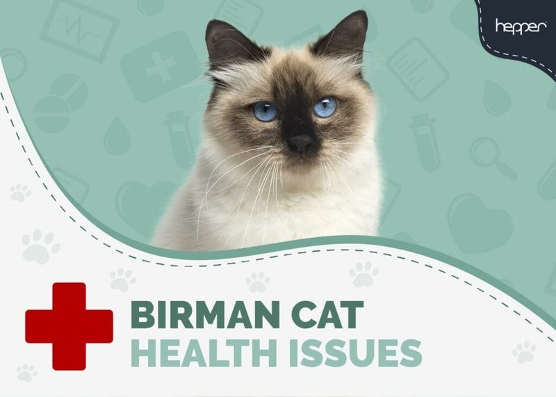 Common Health Problems In Birman Cats And How To Prevent Them