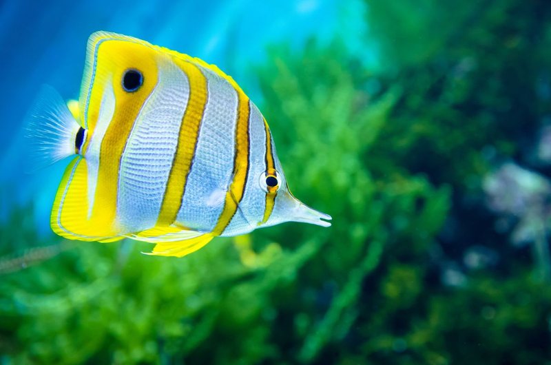 Common Health Problems In Butterflyfish And How To Prevent Them