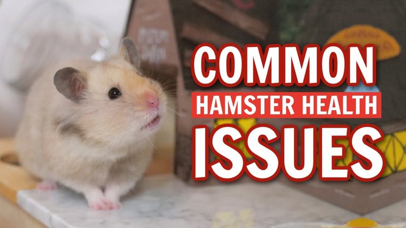 Common Health Problems In Chinese Hamsters And Prevention Tips