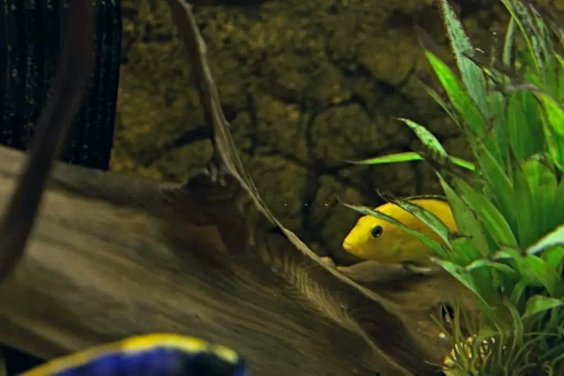 Common Health Problems In Cichlid And How To Treat Them