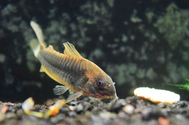 Common Health Problems In Corydoras Catfish And How To Treat Them