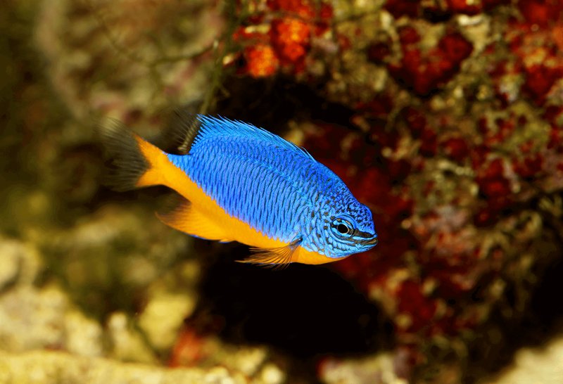Common Health Problems In Damsel Fish And How To Prevent Them