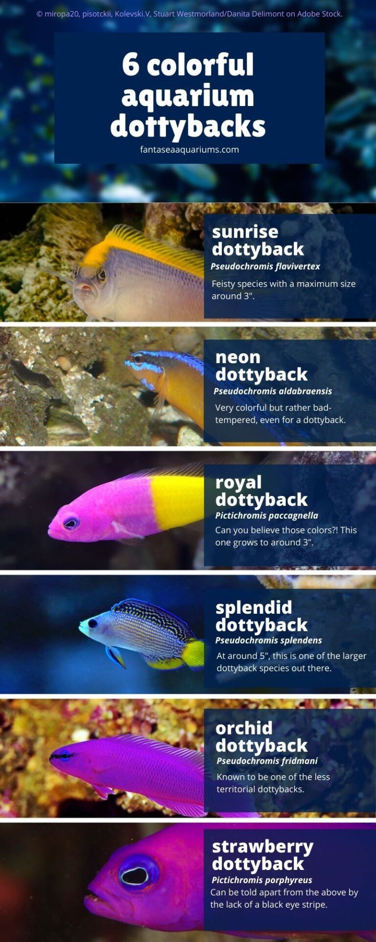 Common Health Problems In Dottyback And How To Prevent Them