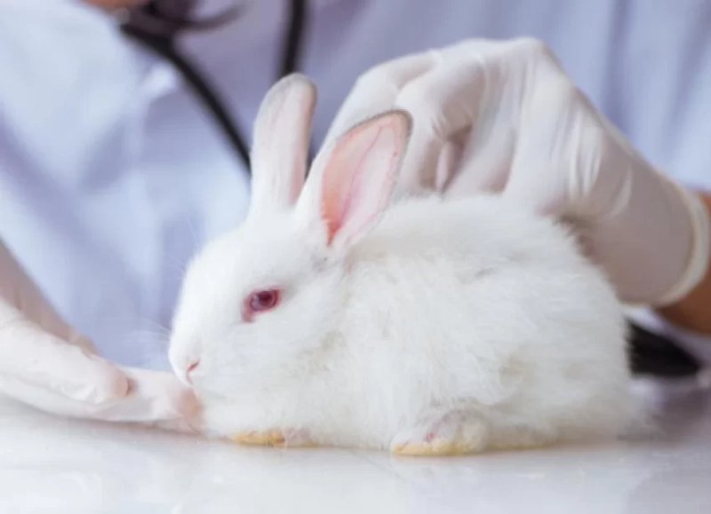 Common Health Problems In Dutch Rabbits And How To Prevent Them