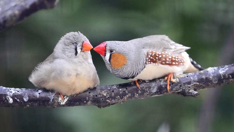 Common Health Problems In Finches And How To Prevent Them