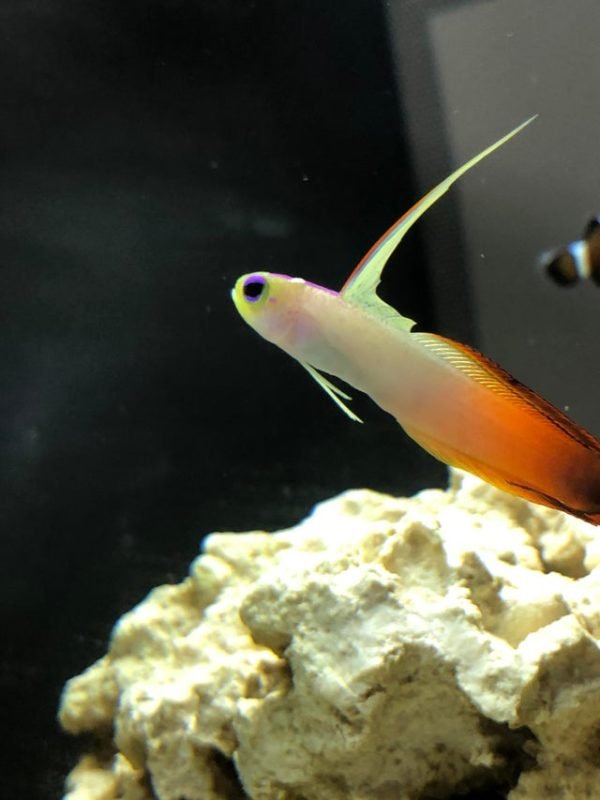 Common Health Problems In Firefish And How To Prevent Them
