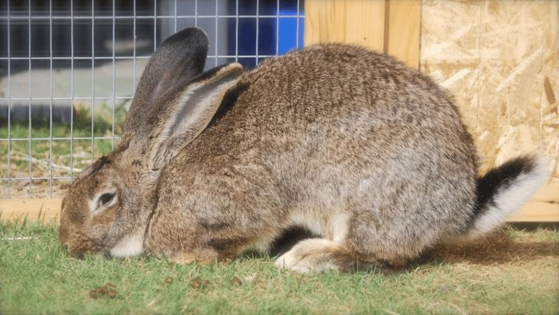 Common Health Problems In Flemish Giant Rabbits And How To Prevent Them