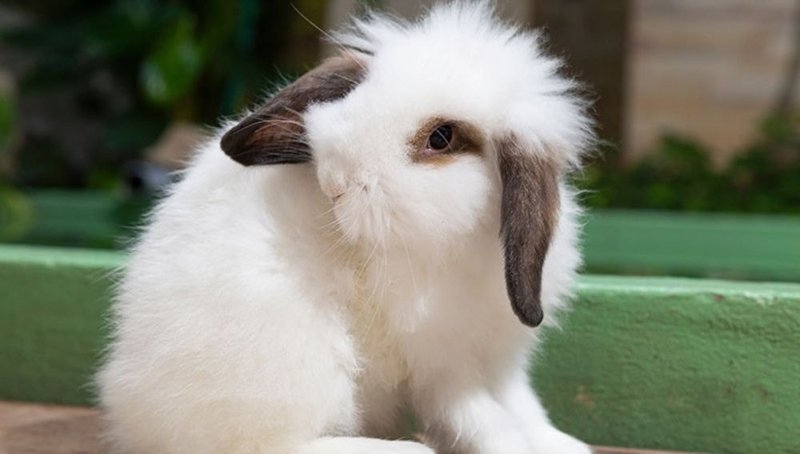 Common Health Problems In French Lop Rabbits And How To Prevent Them