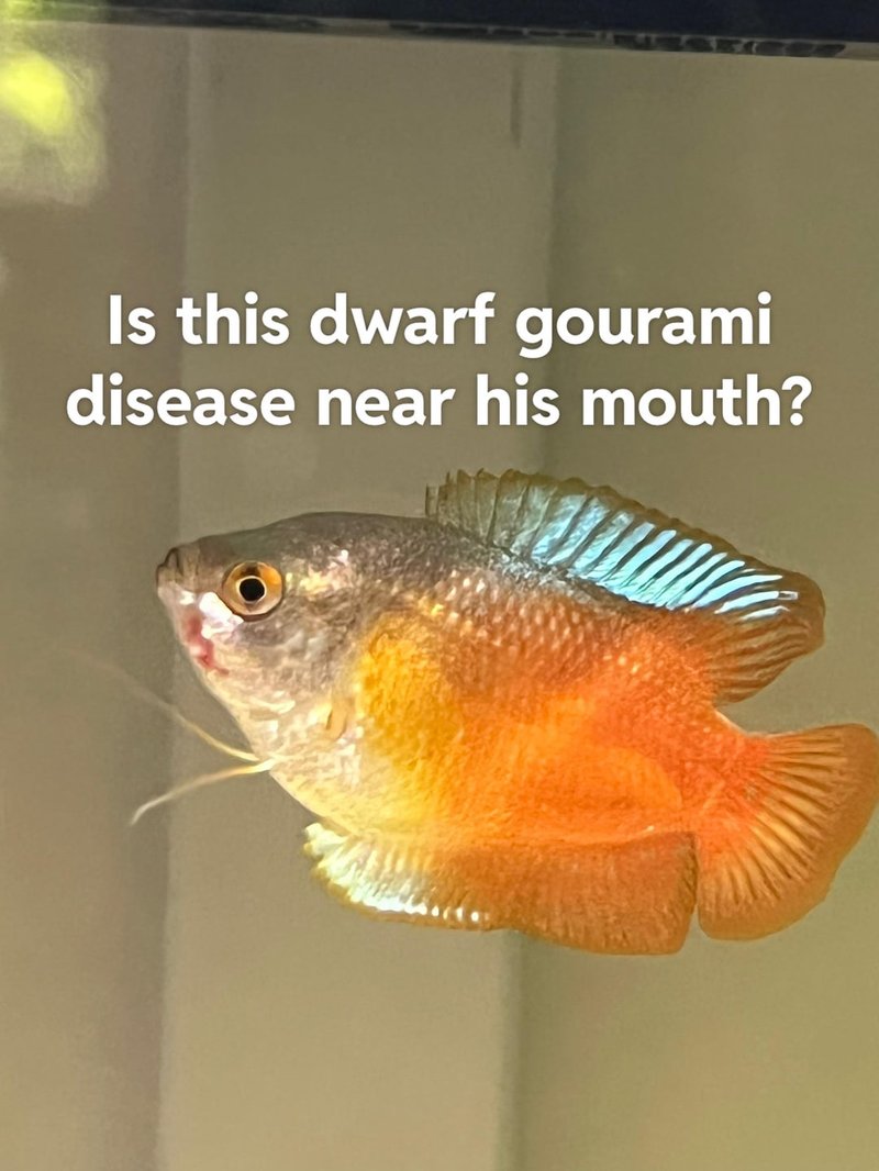 Common Health Problems In Gourami And How To Treat Them