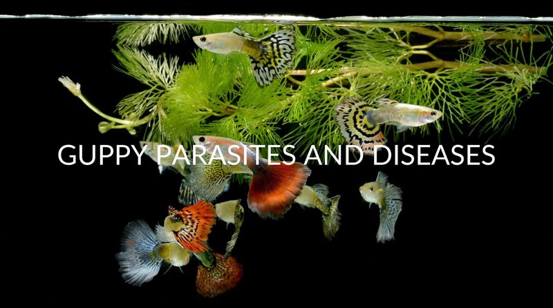 Common Health Problems In Guppy And How To Treat Them
