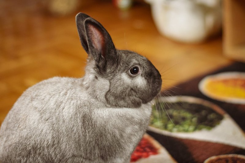 Common Health Problems In Havana Rabbits And How To Prevent Them