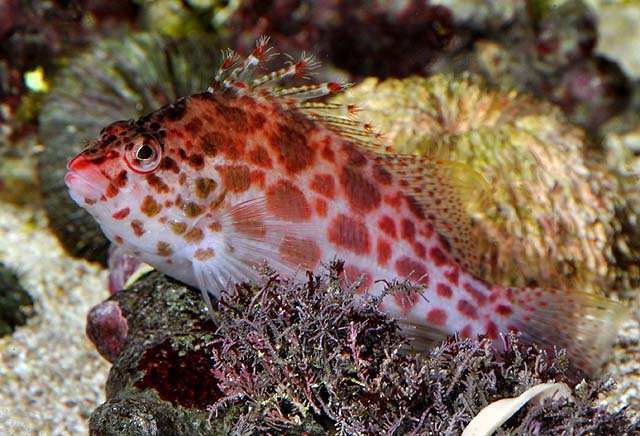 Common Health Problems In Hawkfish And How To Prevent Them