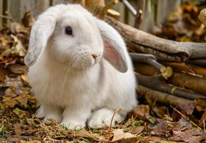 Common Health Problems In Holland Lop Rabbits And How To Prevent Them