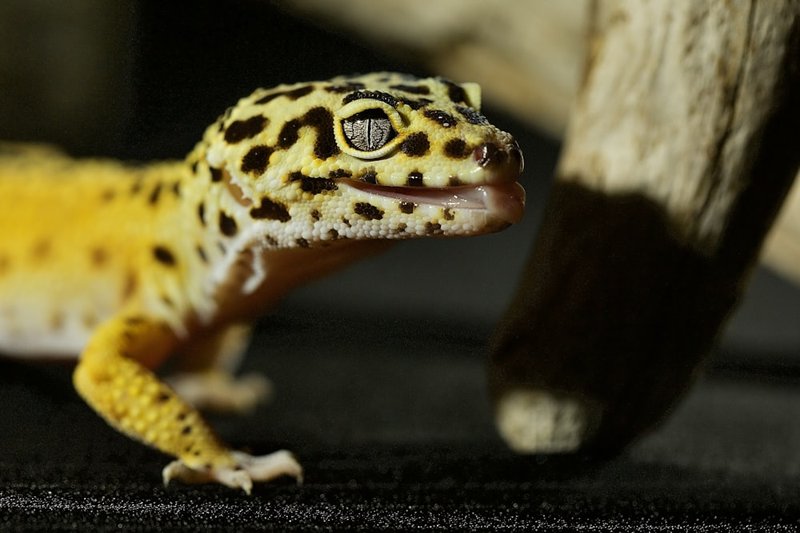 Common Health Problems In Leopard Geckos And How To Prevent Them