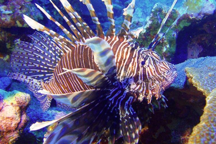 Common Health Problems In Lionfish And How To Prevent Them