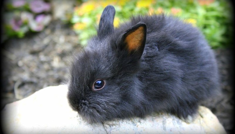 Common Health Problems In Lionhead Rabbits And How To Prevent Them