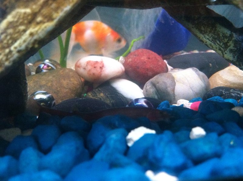 Common Health Problems In Loach And How To Treat Them