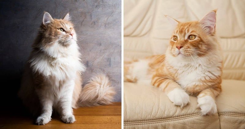 Common Health Problems In Maine Coon Cats And How To Prevent Them