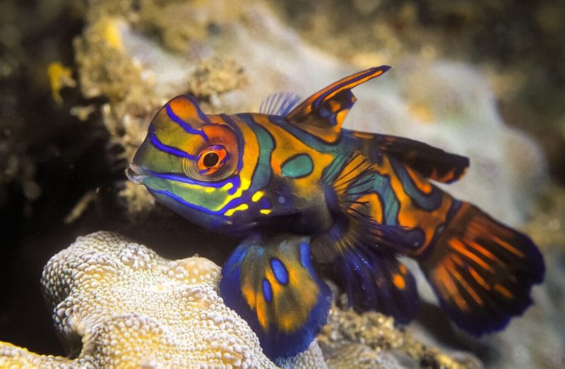 Common Health Problems In Mandarin Goby And How To Prevent Them