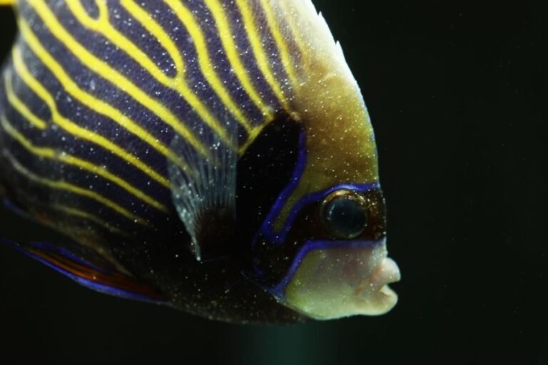 Common Health Problems In Marine Angelfish And How To Prevent Them