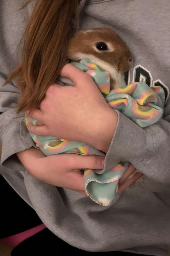 Common Health Problems In Mini Rex Rabbits And How To Prevent Them