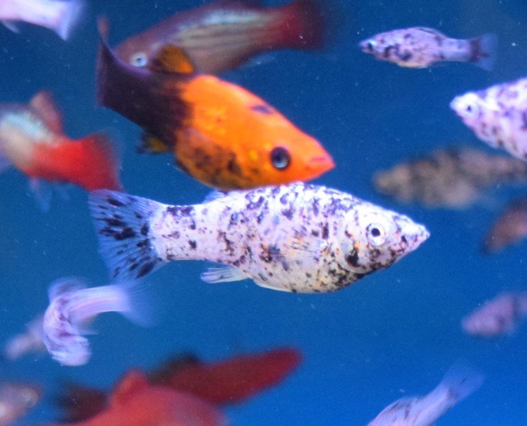 Common Health Problems In Molly And How To Treat Them