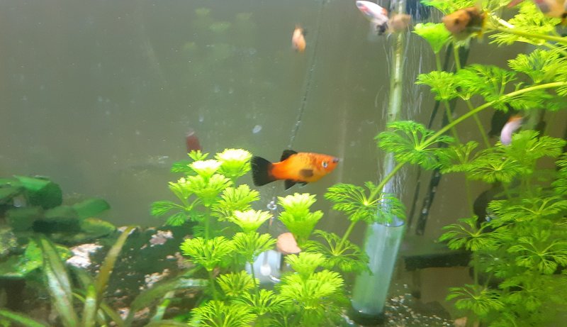 Common Health Problems In Platy And How To Treat Them