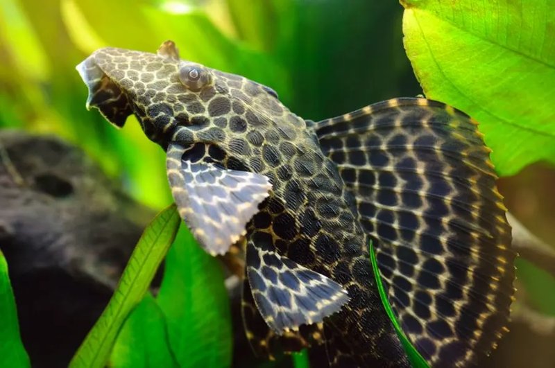 Common Health Problems In Plecostomus And How To Treat Them